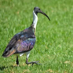 Ibis – ptak czczony w starożytnym Egipcie i jego tajemnice religijne